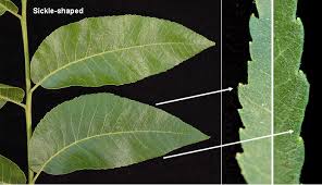 Image result for Carya illinoinensis