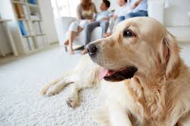 Pets for vets is the bridge that brings them together. Pets And Vets In Bahrain Expatwoman Com