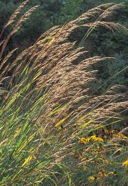 Image result for Sorghastrum nudipes