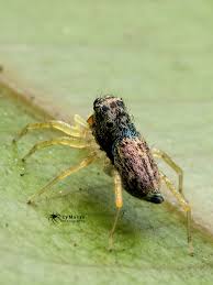 Image result for Emilia debilis