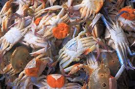 Check spelling or type a new query. Ramai Tersilap Beli Ketam Yang Kurang Isi Ini 8 Tips Cara Pilih Ketam Segar Manis Dan Banyak Isi Yoy Network