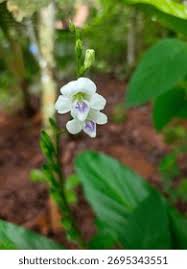 Image result for Asystasia malawiana