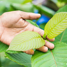 Maybe you would like to learn more about one of these? The Dangers And Potential Of Natural Opioid Kratom