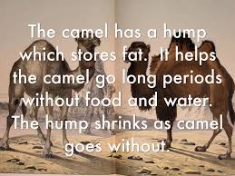 The camels can store large volumes of water in their gut for up to 24 hours to avoid diluting the blood. The Camel By Kalika Sanchez