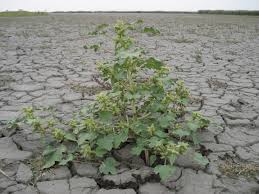 Image result for Ageratinastrum palustre