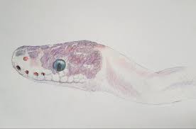 Check spelling or type a new query. Any Advice On Drawing Scales Beginner Art