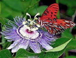 Pin On Butterflies Moths