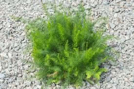 Image result for Asparagus aspergillus