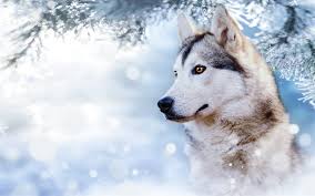 Husky, Beautiful Dog, Winter, Snow, Cute Animals, Dogs - Cute Snow Snow Wallpaper Husky (#3250330) - HD Wallpaper & Backgrounds Download