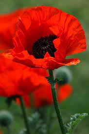 Oriental Poppy Papaver Orientale Huge Showy Poppies In Late Spring And Early Summer Long Lived Perennials Up To 20 Years Or More Growing Poppies Poppy Flower Beautiful Flowers