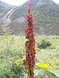 Image result for Rheum