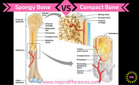 Compact bone is formed from a number of osteons, which are circular units of bone material and blood vessels. Difference Between Compact Bone And Spongy Bone