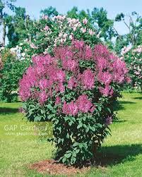 Image result for Syringa prestoniae