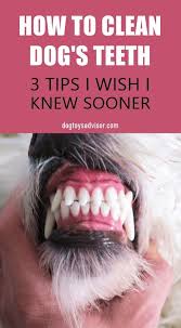 3 Tips On How To Clean Dog S Teeth At Home In 2020 Dog Teeth Cleaning Dog Teeth Dog Health Tips