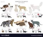 List of Cat Breeds With Pictures and Names