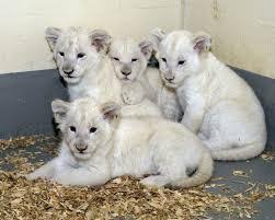 Reason being they are very easy to tame, and they are too cheap to train. Cheetah Cubs Lion Cubs Savannah Cats And Tiger Cubs For Sale Zamboanga Del Sur Philippines Buy And Sell Marketplace Pinoydeal