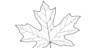 Sure sure — drawing a leaf should be simple enough that we can just get right down to it. John Muir Laws Drawing Trees Leaves And Branches Golden Gate National Parks Conservancy