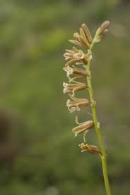 Image result for Dipcadi