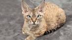 Devon Rex Kittens