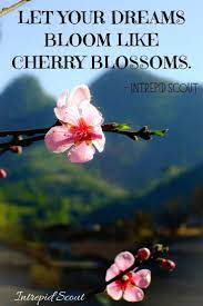 Cherry Blossom Quotes And Captions For Instagram In 2022 Cherry Blossom Quotes Blossom Quotes Cherry Blossom