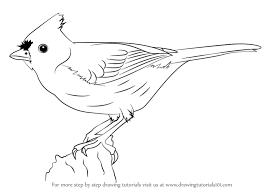 How To Draw A Tufted Titmouse Drawingtutorials101 Com Titmouse Titmouse Bird Drawings