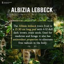 Image result for Albizia lebbeck