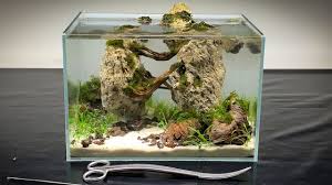 Cryptocoryne parva (gla tissue culture) (mini cup) rating required name required. Avatar Inspiration A Pico Aquarium In Aquascaping By Laurent Garcia Youtube