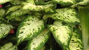 Diefembaquia Cuidados Cultivo Y Multiplicacion Del Dieffenbachia Plantas Esquejes Compost