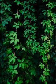 Leaves from the vine free wallpaper. Vine Leaf Pictures Download Free Images On Unsplash