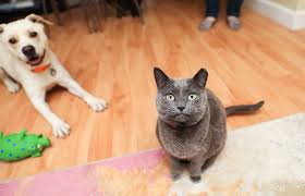 Be patient and take the introduction process slowly, but know that whether or not your pets get along will also depend on their individual personalities. How To Introduce A Dog To A Cat Best Friends Animal Society