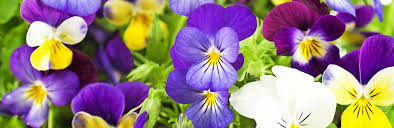 We did not find results for: How To Grow Pansies And Violets Lovethegarden