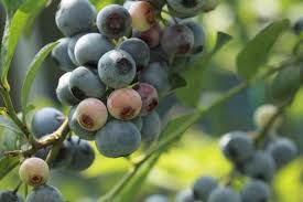 Image result for Vaccinium stanleyi