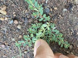 Image result for Euphorbia inaequilatera
