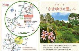 ささゆりの里 一般公開 | 【公式】愛知県豊田市の観光サイト「ツーリズムとよた」