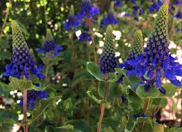 Image result for Pycnostachys reticulata