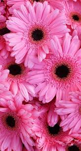 Maybe you would like to learn more about one of these? Color Rosa Fondos De Pantalla Lindos Facebook