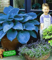 Baldur Garten Funkien Riesen Hosta Blau Halycon 2 Knollen Stauden Winterharte Stauden Funkien