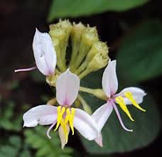 Image result for Cincinnobotrys