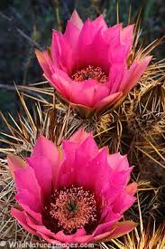Fishbone cactus propagation and care. Pink Flower Hedgehog Cactus Photo Blog Niebrugge Images Cactus Flower Desert Flowers Beautiful Flowers