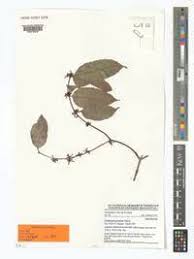 Image result for Cylindropsis