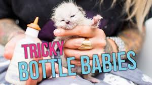 Bottle Feeding Kitten Lady