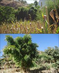 Image result for Oxytenanthera abyssinica