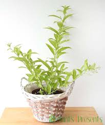 How to grow jasmine plant in the pot. Night Jasmine Send Heavenly Perfumed Plant Gifts Fast Delivery