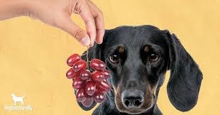 We Know Grapes Are Bad For Dogs But Why In 2020 Grape Dog Can Dogs Eat Grapes Can Dogs Eat