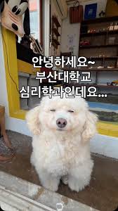 이렇게 꼬순내 나는 빈티지샵은 처음이야🍊 제주에 수상할 만큼 꼬순내가 가득한 빈티지샵이 있다? 바로 제주 애월에 위치한 미미빈티지(@mi.mi_vintage)인데요.👕  영업부장 겸 마스코트 강아지 '미깡이(@jejukmg)'의 꼬순력 때문에 많은 팬을 거느리고 있다고 해요 ...