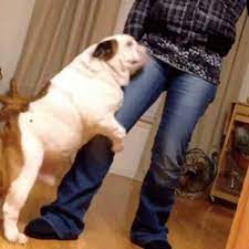 How to prevent dogs from mounting/humping socialize your puppy. Why Does My Dog Hump Me 5 Main Reasons