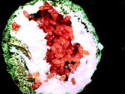 Use olive oil instead of butter for sauteing, then add. The Plant Aphid Universe Springerlink
