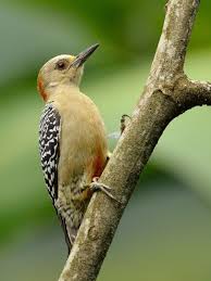 Bird With Red Neck And Head Red Crowned Woodpecker Melanerpes Rubricapillus Woodpecker Red Crown Zebras