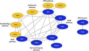 Novel, an invented prose narrative of considerable length and a certain complexity that deals imaginatively with human experience, usually through a connected sequence involving a group of persons in a specific setting. Identification Of Novel Temperature Regulated Signaling Pathways In C Download Scientific Diagram