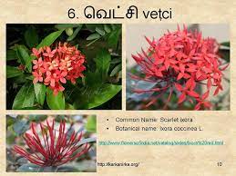 There is a list of names containing flowers in tamil & english, please teach the tamil world the names of the native flowers in their mother tongue. Slide10 Flower Names List Of Flowers Flowers